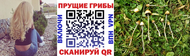 Галлюциногенные грибы Cubensis  Купить закладки  Высоцк 